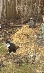 Found/Stray Male Cat last seen Near Fairview Park, Schenectady, NY 12306