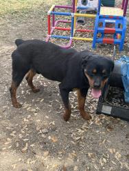 Found/Stray Male Dog last seen Near , Johnson County, TX 76036