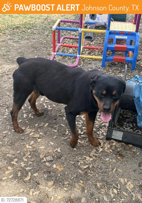 Found/Stray Male Dog last seen Near , Johnson County, TX 76036