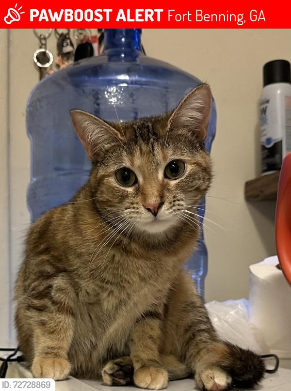 Lost Female Cat last seen Perkins Neighbourhood, Fort Benning, GA 31905