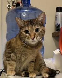 Lost Female Cat last seen Perkins Neighbourhood, Fort Benning, GA 31905