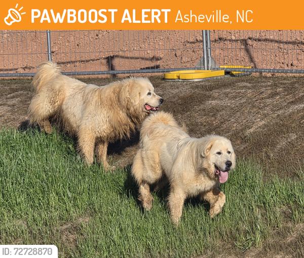 Found/Stray Unknown Dog last seen New utility project site, Asheville, NC 28804