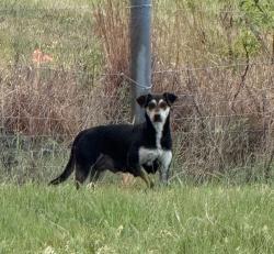 Found/Stray Unknown Dog last seen Oklahoma Chiller, Sapulpa, OK 74131