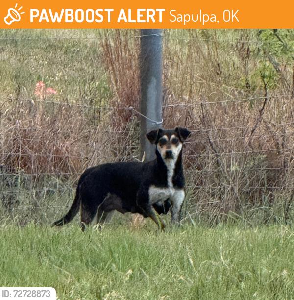 Found/Stray Unknown Dog last seen Oklahoma Chiller, Sapulpa, OK 74131