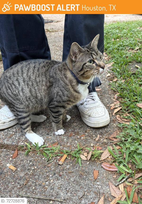 Found/Stray Female Cat last seen Glen spring drive, Houston, TX 77339