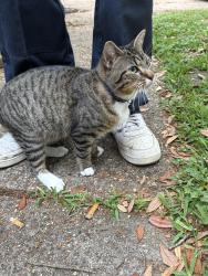 Found/Stray Female Cat last seen Glen spring drive, Houston, TX 77339