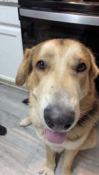 Lost Male Dog last seen near orange ave , Roanoke, VA 24012