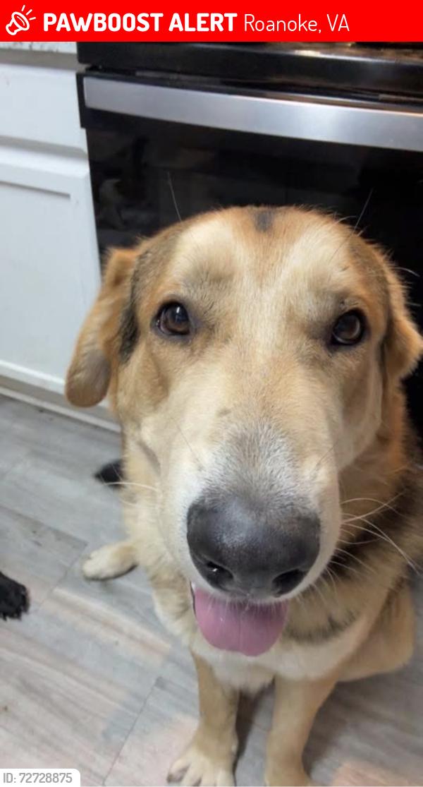 Lost Male Dog last seen near orange ave , Roanoke, VA 24012