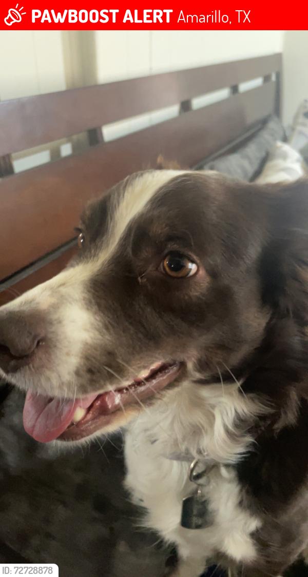 Lost Female Dog last seen tootntotum gas station , Amarillo, TX 79102