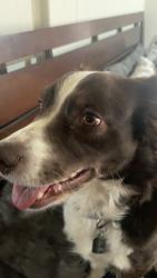 Lost Female Dog last seen tootntotum gas station , Amarillo, TX 79102