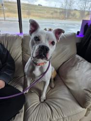 Found/Stray Female Dog last seen Richards and Sunnyfield, Camillus, NY 13031