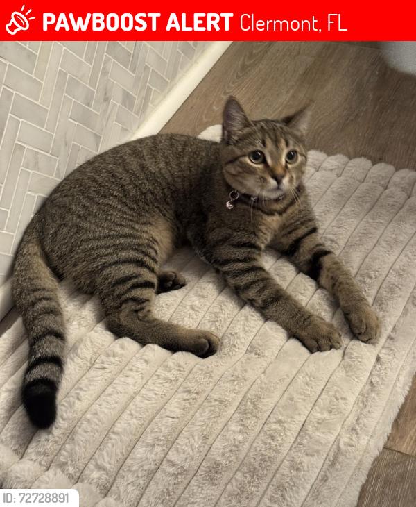 Lost Female Cat last seen Anderson Hill Rd., Clermont, FL 34711