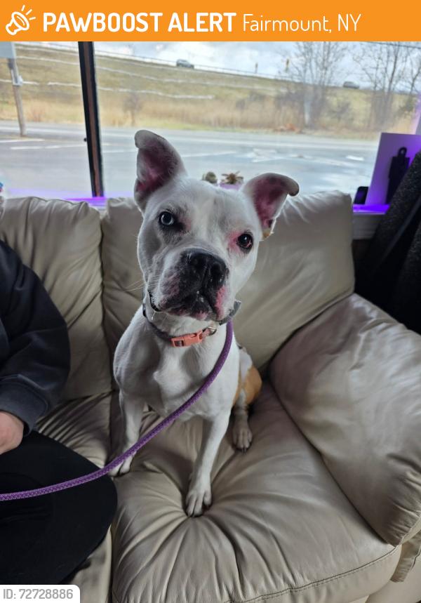 Found/Stray Female Dog last seen Richards and Sunnyfield, Camillus, NY 13031