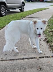 Found/Stray Unknown Dog last seen Plantation Orchard Lane, Grand Mission, TX 77407