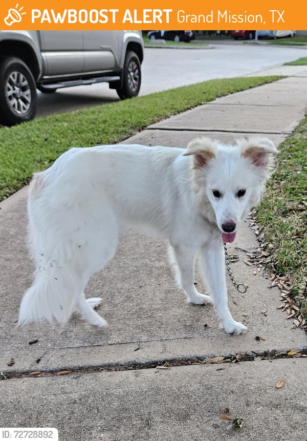 Found/Stray Unknown Dog last seen Plantation Orchard Lane, Grand Mission, TX 77407