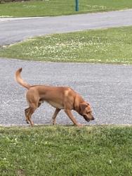 Found/Stray Male Dog last seen Lancaster/Kettering , Lafayette, LA 70500