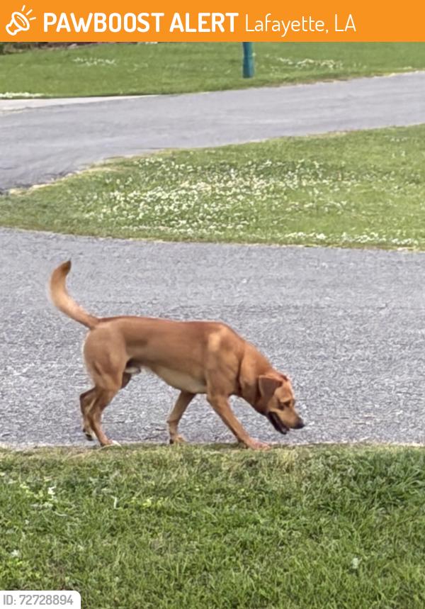 Found/Stray Male Dog last seen Lancaster/Kettering , Lafayette, LA 70500