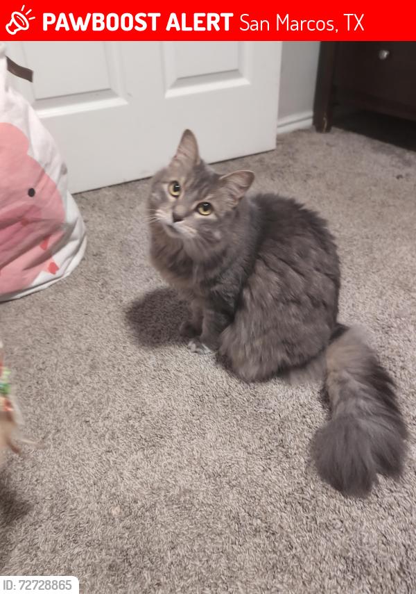Lost Female Cat last seen IH35 and Uhland Rd, San Marcos, TX 78666