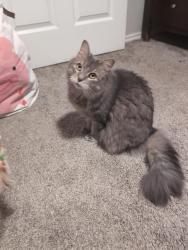 Lost Female Cat last seen IH35 and Uhland Rd, San Marcos, TX 78666