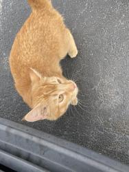 Found/Stray Male Cat last seen Lugoff Ford, Lugoff, SC 29078