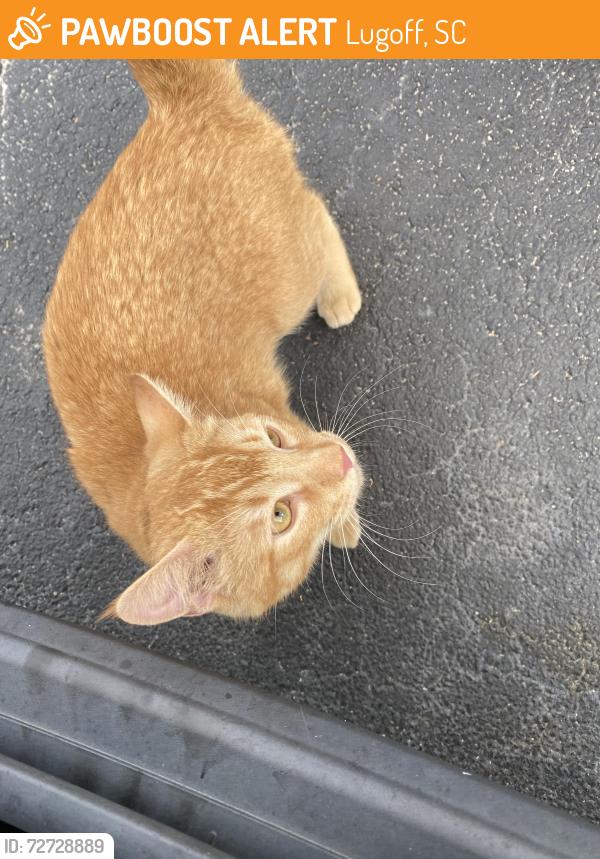 Found/Stray Male Cat last seen Lugoff Ford, Lugoff, SC 29078
