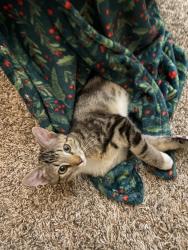 Lost Female Cat last seen Giovanni’s Pizza, Hurricane, WV 25526