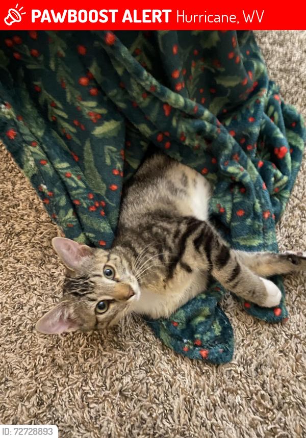 Lost Female Cat last seen Giovanni’s Pizza, Hurricane, WV 25526