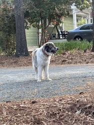 Found/Stray Unknown Dog last seen Laughing bird ln, Carrboro, NC 27510
