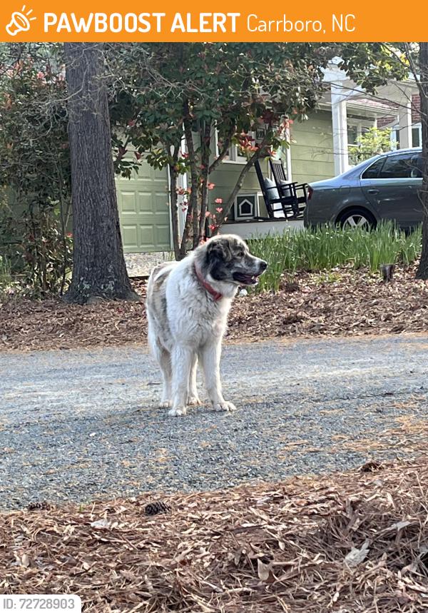 Found/Stray Unknown Dog last seen Laughing bird ln, Carrboro, NC 27510