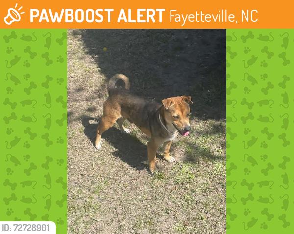 Found/Stray Male Dog last seen  Hillendale subdivision Clearwater Drive, Fayetteville, NC 28311