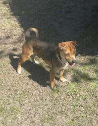 Found/Stray Male Dog last seen  Hillendale subdivision Clearwater Drive, Fayetteville, NC 28311