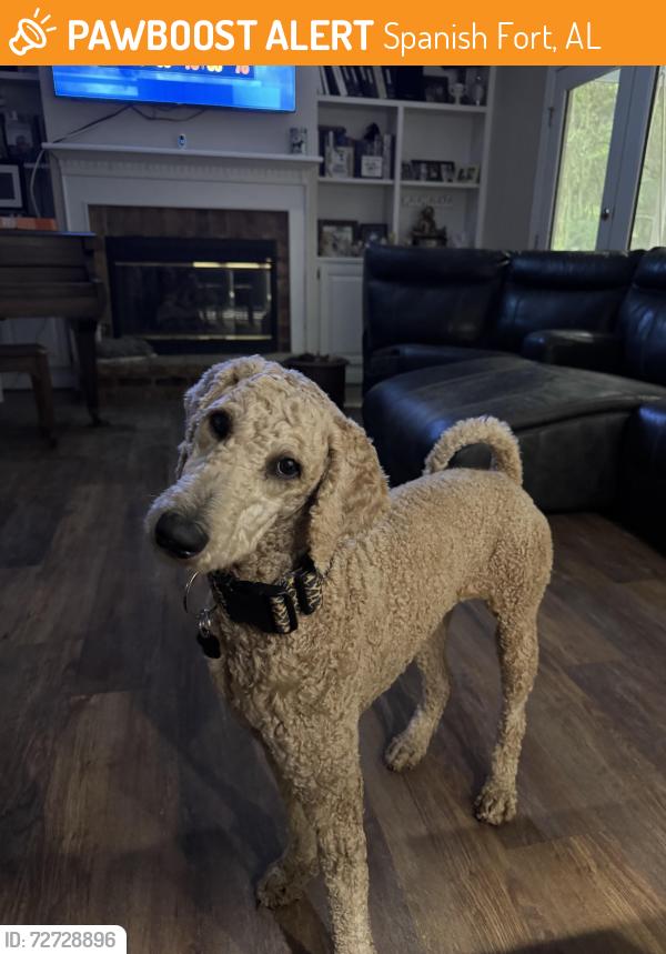 Found/Stray Unknown Dog last seen US Hwy 31 Daphne, Spanish Fort, AL 36527