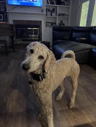 Found/Stray Unknown Dog last seen US Hwy 31 Daphne, Spanish Fort, AL 36527
