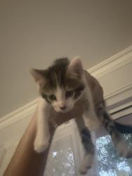 Lost Female Cat last seen Johnson park , Dulwich Hill, NSW 2203
