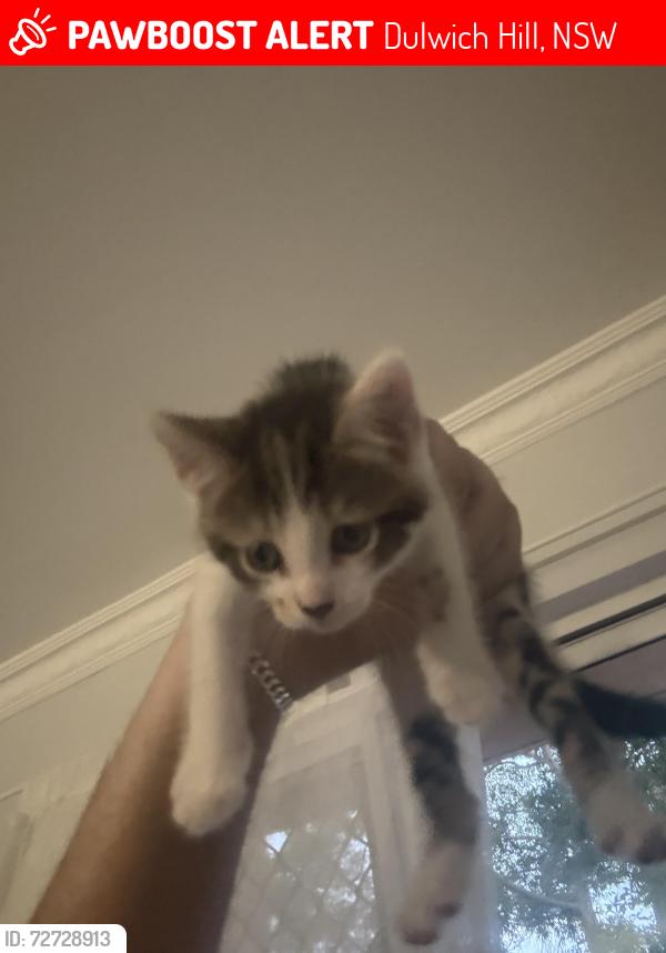 Lost Female Cat last seen Johnson park , Dulwich Hill, NSW 2203