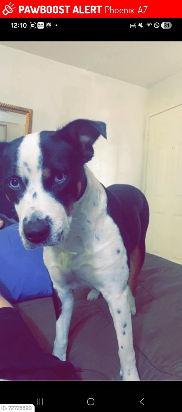 Lost Female Dog last seen 19th ave and bell rd , Phoenix, AZ 85023