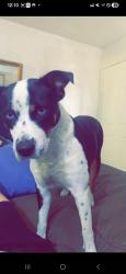 Lost Female Dog last seen 19th ave and bell rd , Phoenix, AZ 85023