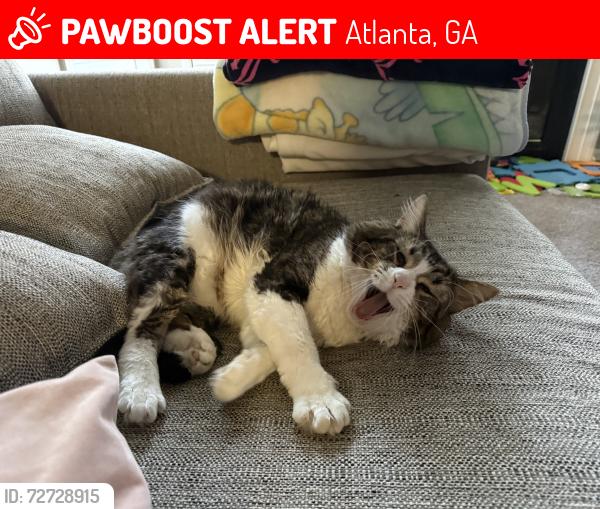 Lost Male Cat last seen MAA GLEN apmts , Atlanta, GA 30319