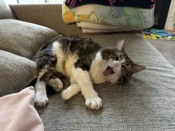 Lost Male Cat last seen MAA GLEN apmts , Atlanta, GA 30319