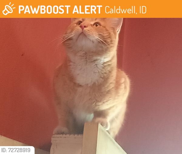 Found/Stray Male Cat last seen Fillmore and 10th, Caldwell, ID 83605