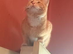 Found/Stray Male Cat last seen Fillmore and 10th, Caldwell, ID 83605