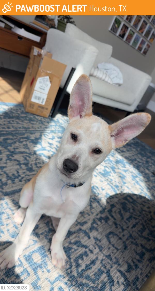 Found/Stray Female Dog last seen Dairy ashford, Houston, TX 77055