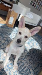 Found/Stray Female Dog last seen Dairy ashford, Houston, TX 77055