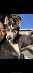 Lost Female Dog last seen C st , New York, NY 10013