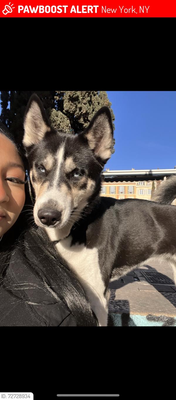 Lost Female Dog last seen C st , New York, NY 10013
