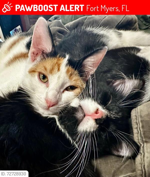 Lost Female Cat last seen Near Arcadia St, Fort Myers, FL 33916, Fort Myers, FL 33916