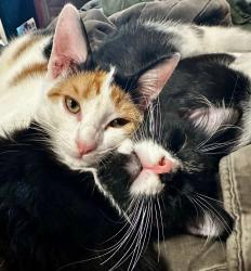 Lost Female Cat last seen Near Arcadia St, Fort Myers, FL 33916, Fort Myers, FL 33916