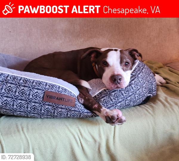 Lost Male Dog last seen Old Oak Grove road, Chesapeake, VA 23320