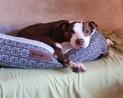 Lost Male Dog last seen Old Oak Grove road, Chesapeake, VA 23320
