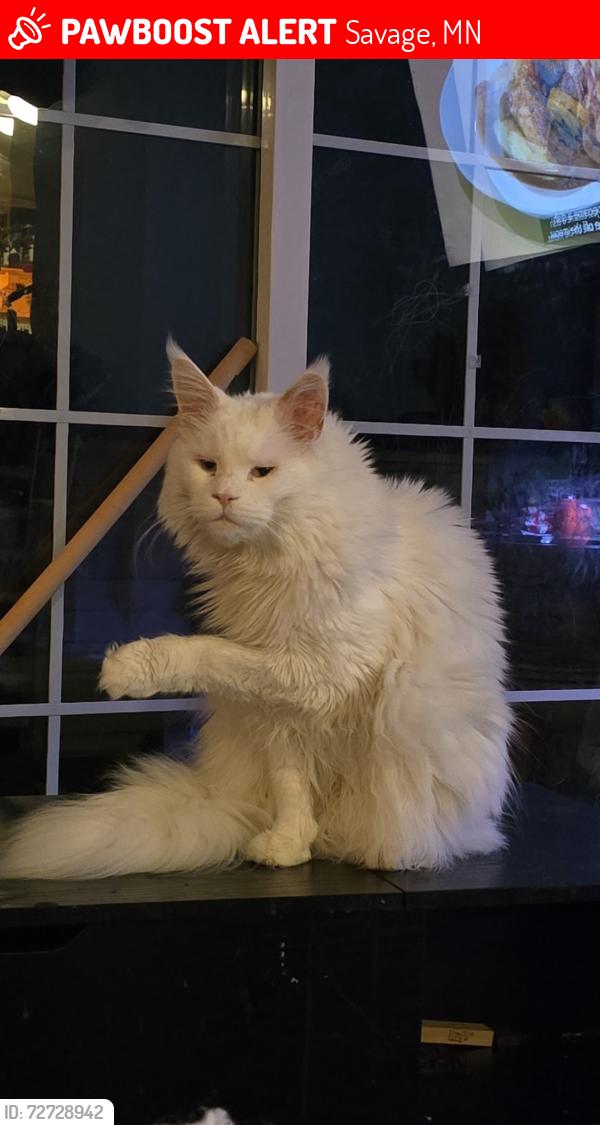 Lost Male Cat last seen Louisiana and Kentucky or Target, Savage, MN 55378